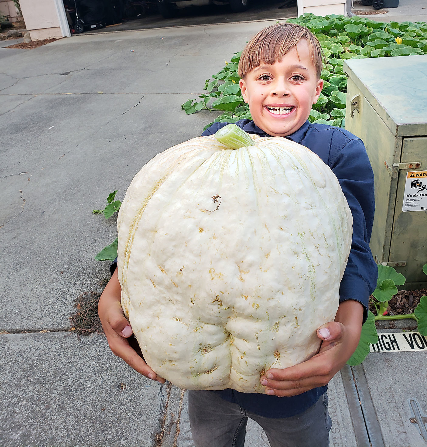 Pumpkin Patch